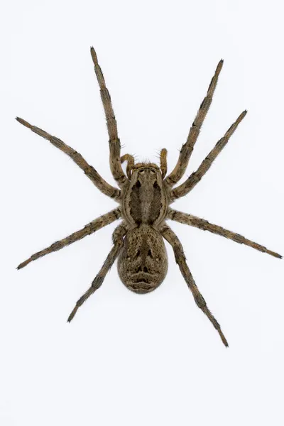 Lycosa Hispanica. Familia Lycosidae. araña lobo aislada sobre un fondo natural — Foto de Stock