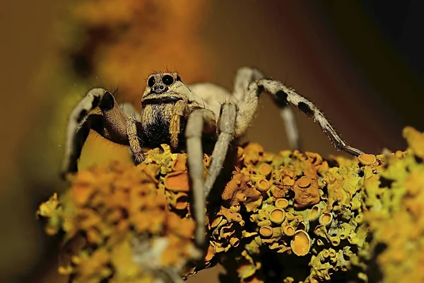 Lycosa Latynoska. Rodzinne Lycosidae. wilczy pająk izolowany na naturalnym tle — Zdjęcie stockowe