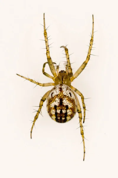 Mangora acalypha. Araneidae familyası. Örümcek beyaz bir arkaplanda izole edilmiş — Stok fotoğraf