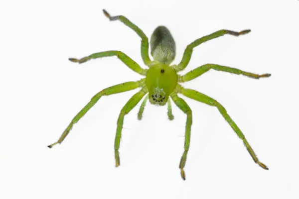 Micrommata ligurina. Sparassidae család. Spider elszigetelt fehér alapon — Stock Fotó
