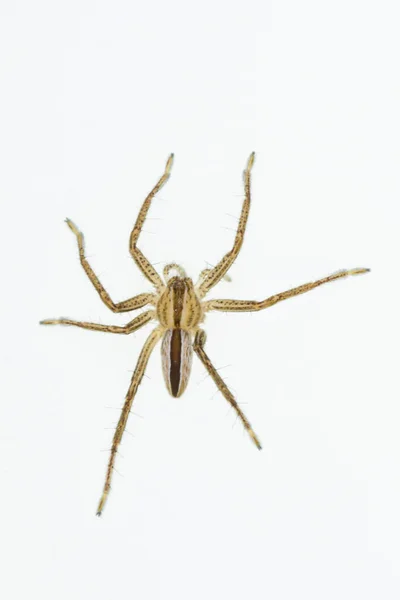 Micrommata sp. Familia Sparassidae. Araña aislada sobre un fondo blanco — Foto de Stock