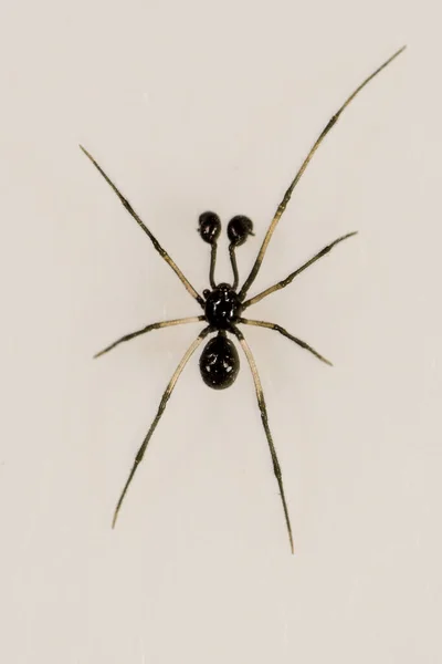 Neottiura sp. Οικογένεια Theridiidae. Αράχνη απομονωμένη σε λευκό φόντο — Φωτογραφία Αρχείου