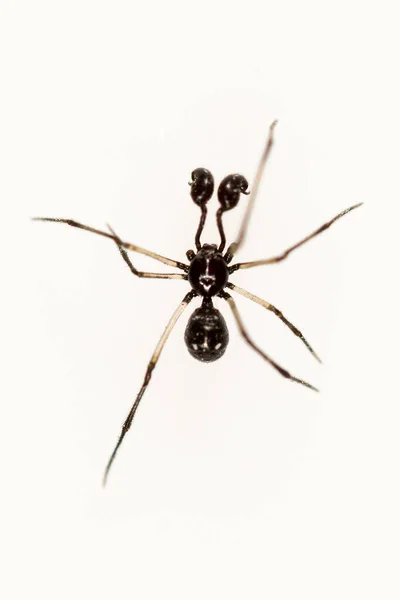 Neottiura sp. Família Theridiidae. Aranha isolada sobre um fundo branco — Fotografia de Stock