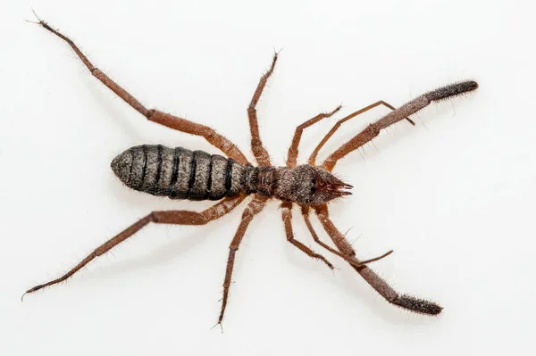 A szolifugák, más néven tevepókok, viszonylag nagy számú pókok. — Stock Fotó