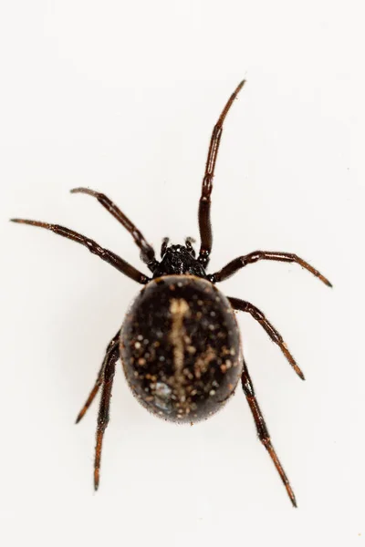 Steatoda paykulliana é uma espécie de aranha da família Theridiidae. — Fotografia de Stock