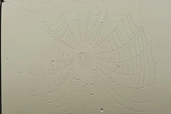 Uma teia de aranha ou teia de aranha. Estrutura construída por uma aranha. — Fotografia de Stock