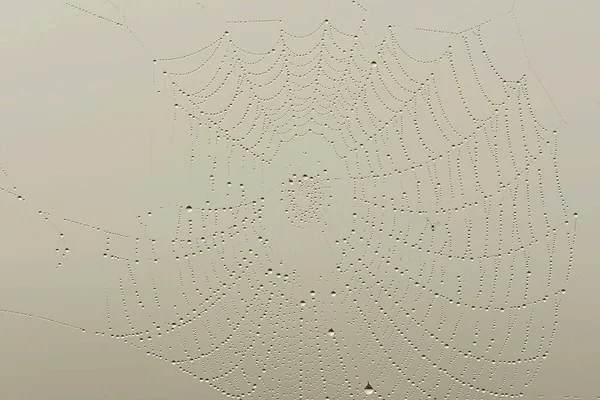 Uma teia de aranha ou teia de aranha. Estrutura construída por uma aranha. — Fotografia de Stock