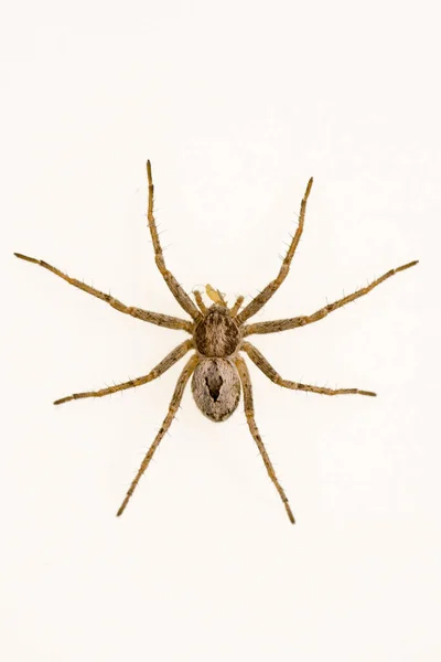 Thanatus es un género de arañas cangrejo de la familia Philodromidae.. — Foto de Stock