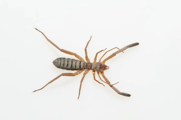 Les Solifuges, aussi appelés araignées chameaux, sont un ordre relativement important d'arachnides. — Photo
