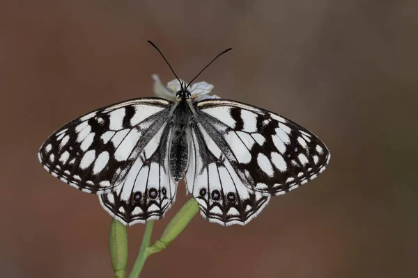 Day butterfly perched on flower, Melanargia ines. — Stock Photo, Image