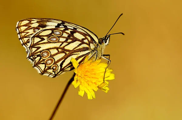 Dia borboleta empoleirada em flor, Melanargia occitanica — Fotografia de Stock