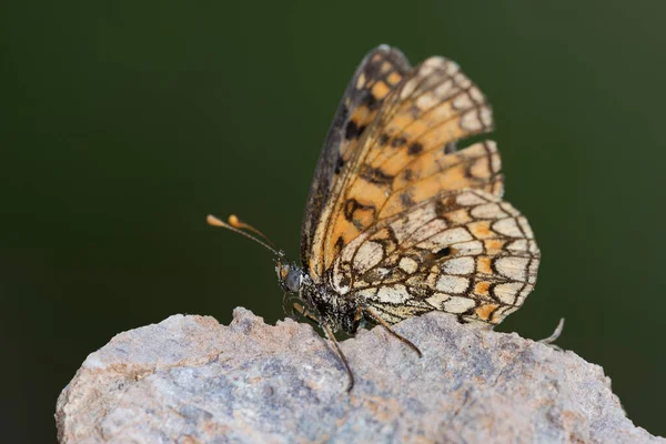 Çiçeğe tünemiş gün kelebeği, Melitaea celadussa — Stok fotoğraf