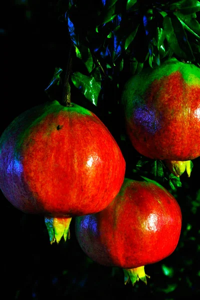 Blick auf mehrere Granatäpfel, die an einem Baum hängen — Stockfoto