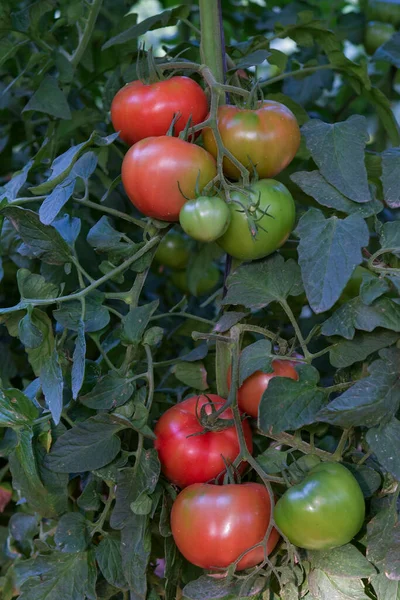 Beautiful red ripe heirloom tomatoes grown in a greenhouse — Stock Photo, Image