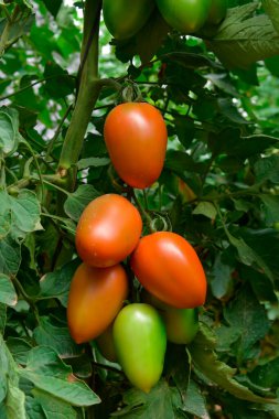 Serada yetişen güzel kırmızı aile yadigarı domatesler.