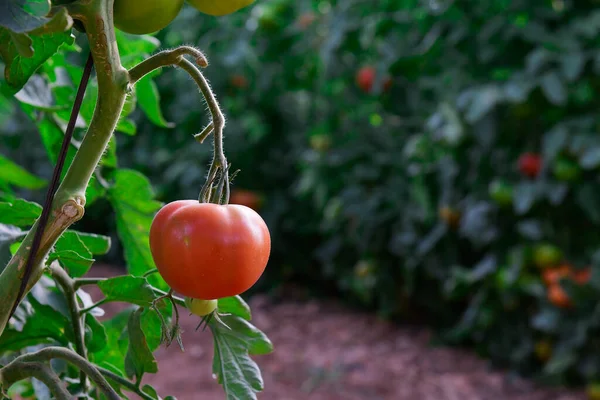 Belles tomates mûres rouges héritées cultivées dans une serre — Photo