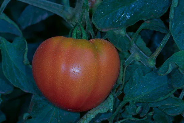 Hermosos tomates rojos maduros herederos cultivados en un invernadero — Foto de Stock
