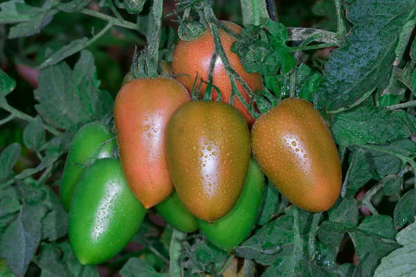 Belles tomates mûres rouges héritées cultivées dans une serre — Photo