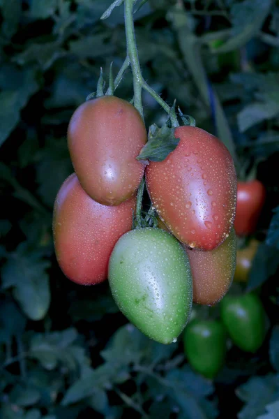 Belos tomates vermelhos maduros maduros cultivados em estufa — Fotografia de Stock