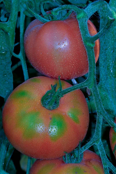 Beautiful red ripe heirloom tomatoes grown in a greenhouse — Stock Photo, Image