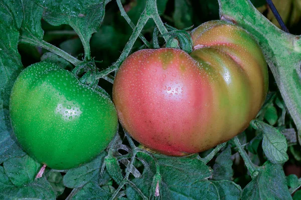 Belles tomates mûres rouges héritées cultivées dans une serre — Photo