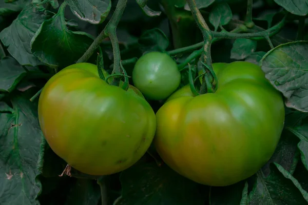 Belos tomates vermelhos maduros maduros cultivados em estufa — Fotografia de Stock