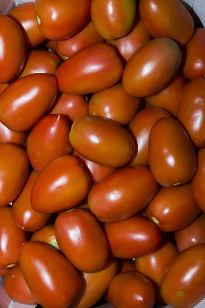 Delicious red tomatoes, summer farm farm tray. — Stock Photo, Image