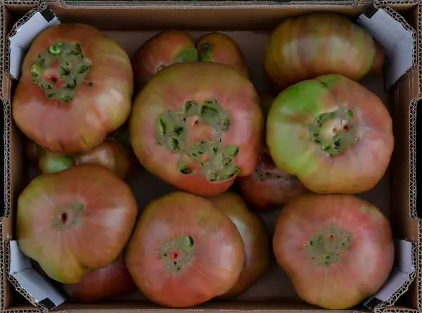 Deliciosos tomates vermelhos, bandeja de fazenda de verão. — Fotografia de Stock