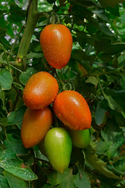 Schöne rote reife Tomaten, die in einem Gewächshaus angebaut werden — Stockfoto