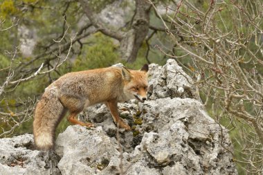 Tilki tamamen özgür, şüpheli ve kurnazca kokluyor..