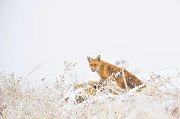 Fuchs schnüffelt in voller Freiheit im verschneiten Feld. — Stockfoto