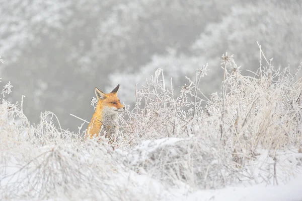 Fox sniffing σε πλήρη ελευθερία, σε χιονισμένο πεδίο. — Φωτογραφία Αρχείου