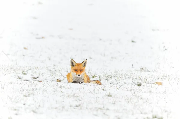 Fox teljes szabadságban szimatol, havas mezőn.. — Stock Fotó