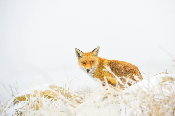 Fox sniffing σε πλήρη ελευθερία, σε χιονισμένο πεδίο. — Φωτογραφία Αρχείου