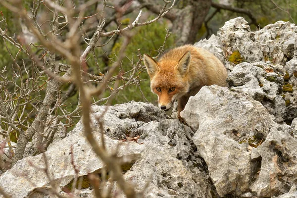 Fox sniffing in full freedom, suspicious and cunning. — Stock Photo, Image