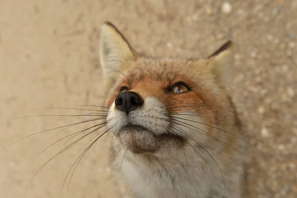 Fox sniffing in full freedom, suspicious and cunning. — Stock Photo, Image