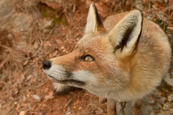 Fox sniffing in full freedom, suspicious and cunning. — Stock Photo, Image