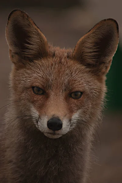 Fox farejando em plena liberdade, desconfiado e astuto. — Fotografia de Stock