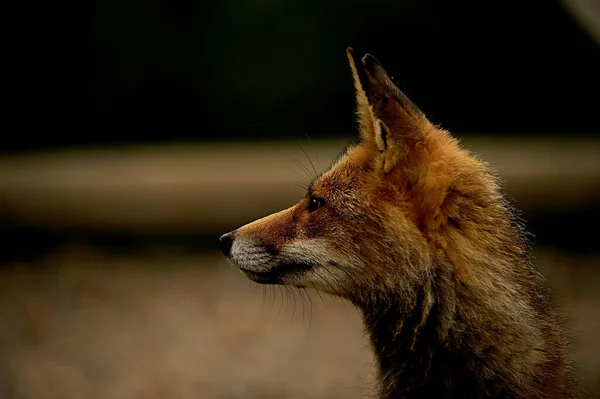Fox annusa in piena libertà, sospettoso e astuto. — Foto Stock