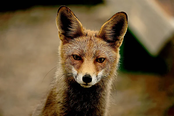 Fox sniffing in full freedom, suspicious and cunning. — Stock Photo, Image