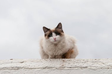 Duvarın üstünde dinlenen başıboş bir kedi..
