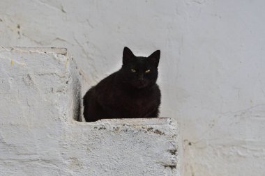 Bir evin merdivenlerinde dinlenen sokak kedisi..