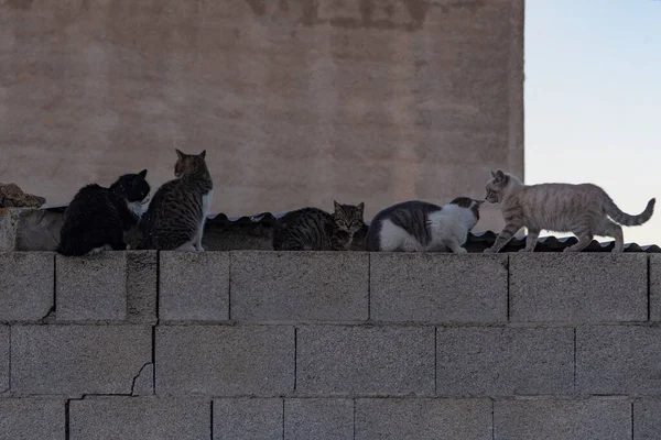 Gatos callejeros descansando en lo alto de una pared. — Foto de Stock