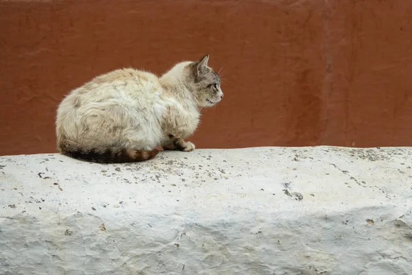 流浪猫在墙上休息. — 图库照片