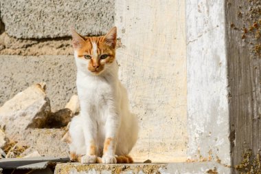 Duvarın üstünde dinlenen başıboş bir kedi..