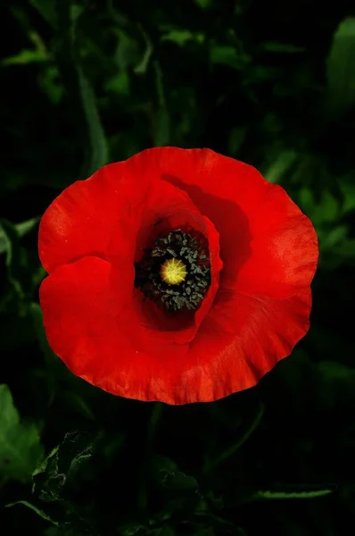 Naturliga och vilda blommor - Poppy — Stockfoto