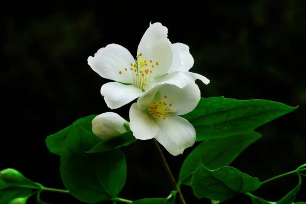 Natural and wild flowers - Philadelphus coronarius or Celindo of Virginia. — Stock Photo, Image