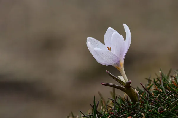 Flores naturais e selvagens - Colchicum triphyllum — Fotografia de Stock