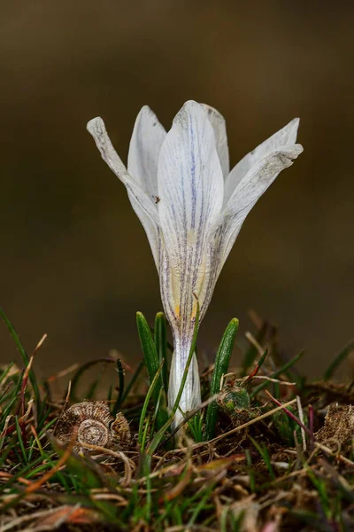 Naturalne i dzikie kwiaty - Crocus nevadensis. — Zdjęcie stockowe