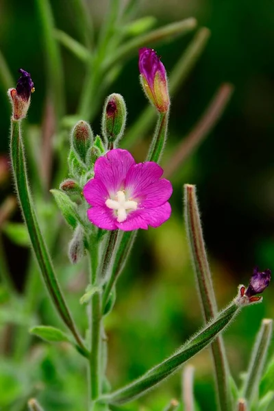 Fiori naturali e selvatici EPILOBIUM HIRSUTUM. — Foto Stock